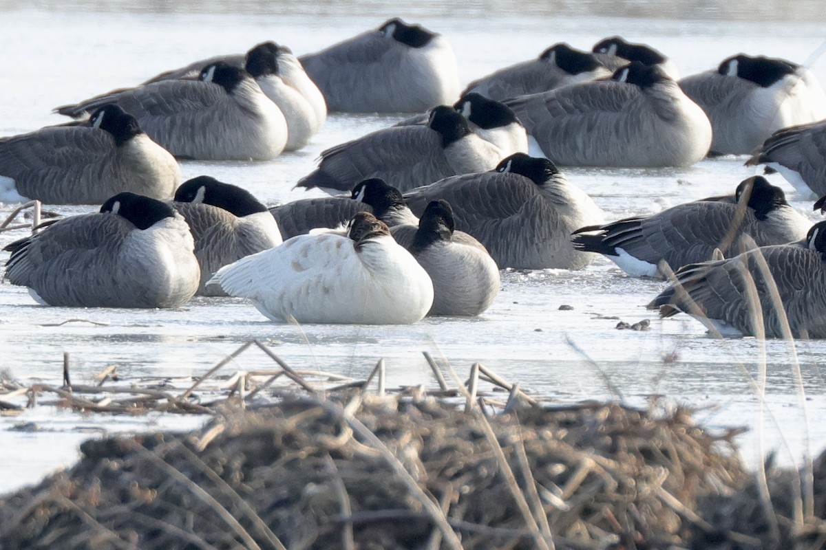 Barnacla Canadiense Grande - ML648844217