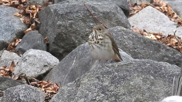 Дрозд-отшельник - ML648844281