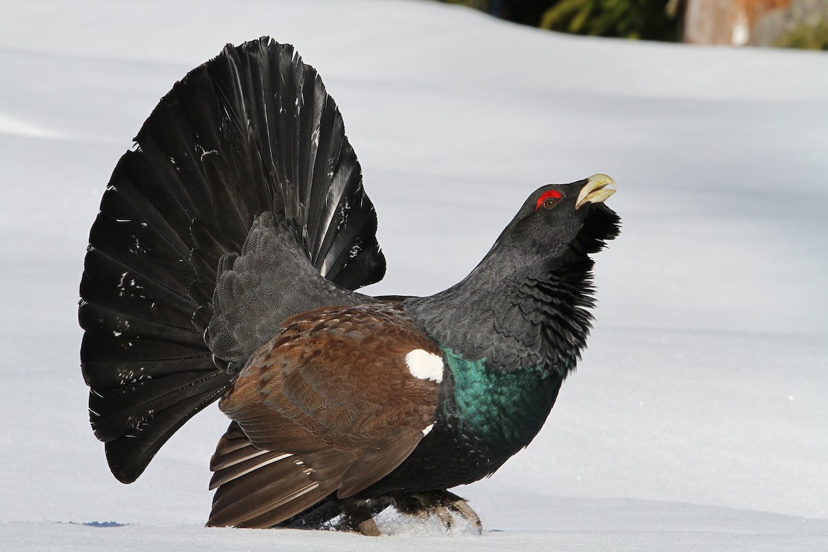 Western Capercaillie - ML64884431