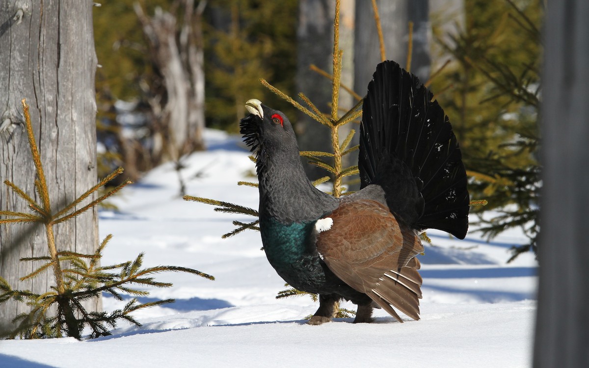 Western Capercaillie - ML64884461