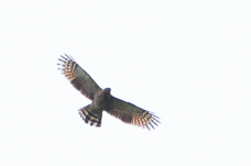 Hook-billed Kite - ML648844729