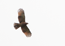 Hook-billed Kite - ML648844730