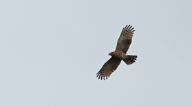 Hook-billed Kite - ML648844731