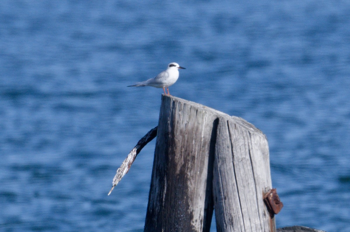 Forster's Tern - Jan Kool