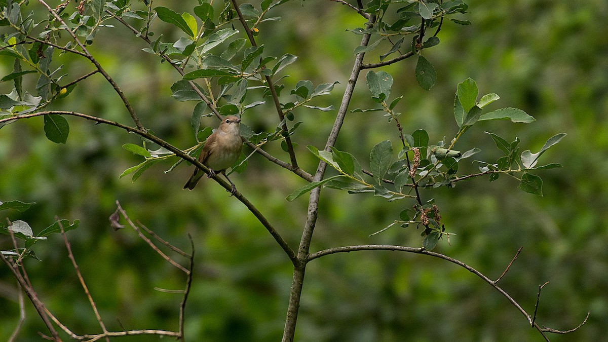 Fauvette des jardins - ML648845055