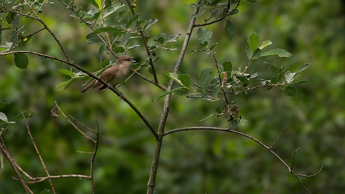 Fauvette des jardins - ML648845056