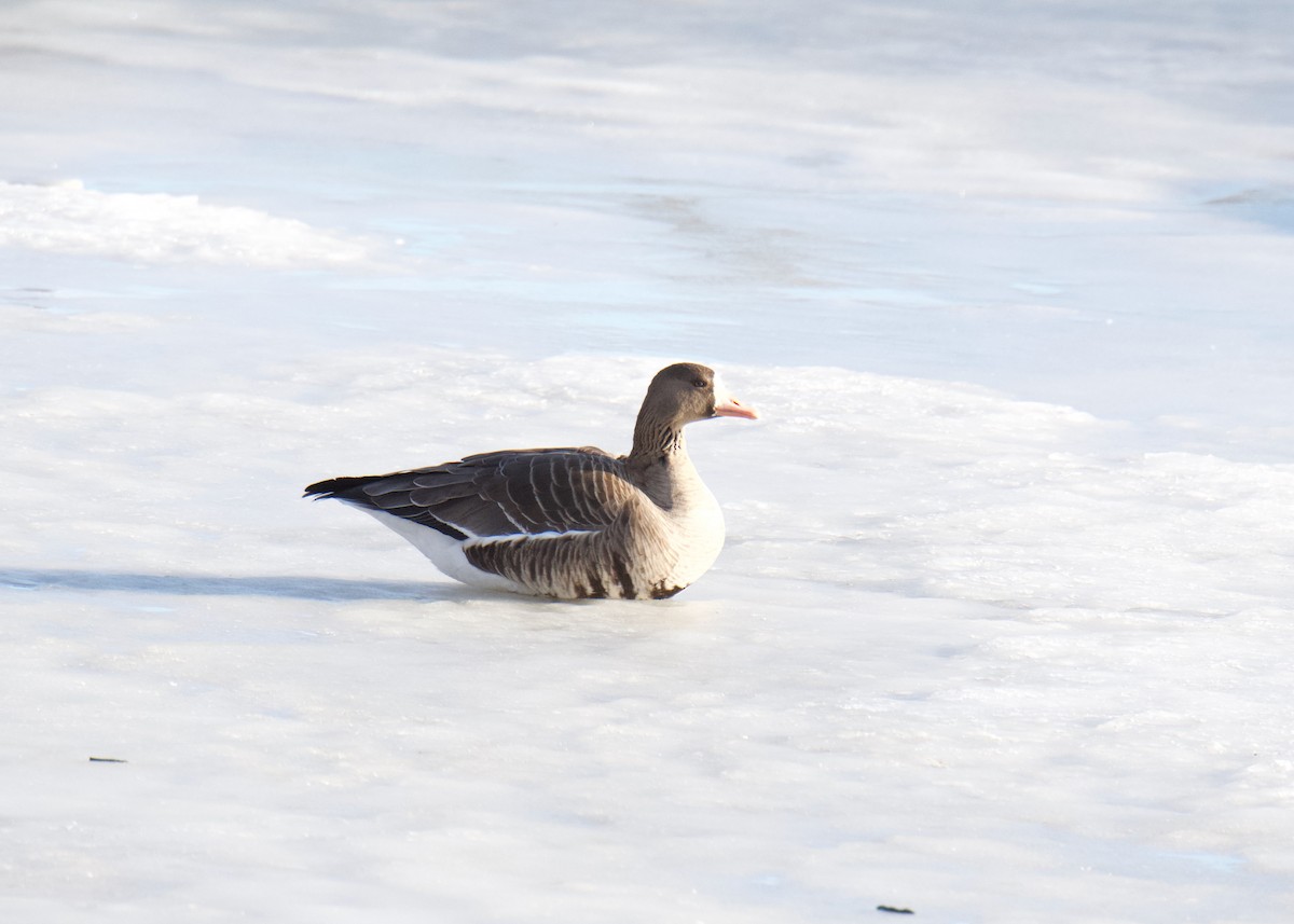 Ánsar Careto - ML648845066