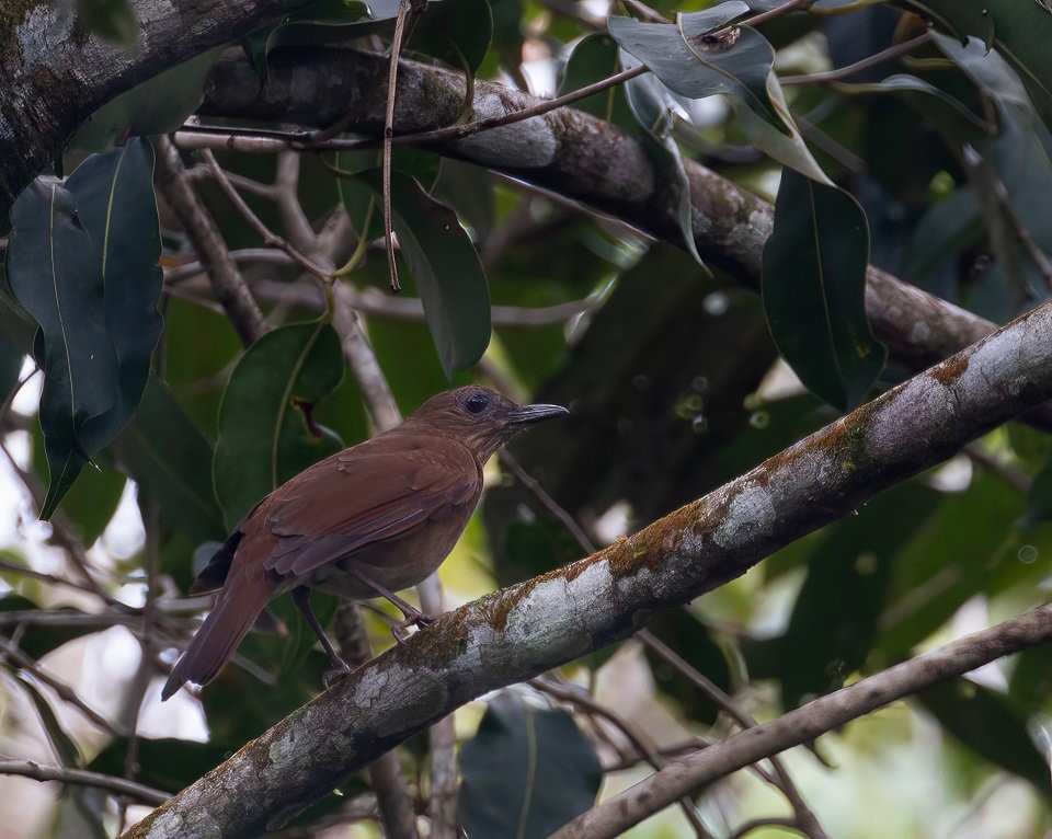 Zorzal Cacao - ML648845067