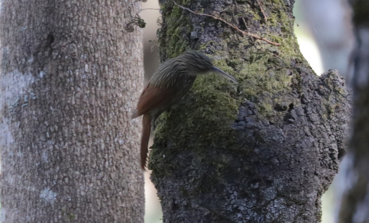 Trepatroncos Picomarfil - ML648845070