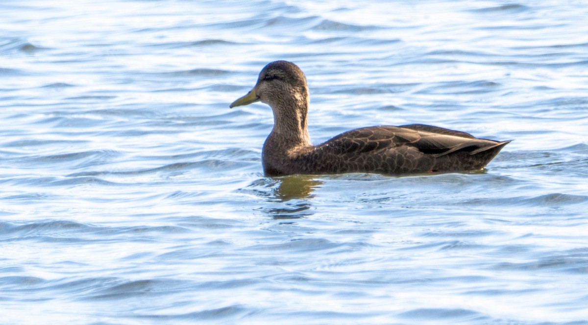 Ánade Sombrío - ML648845071