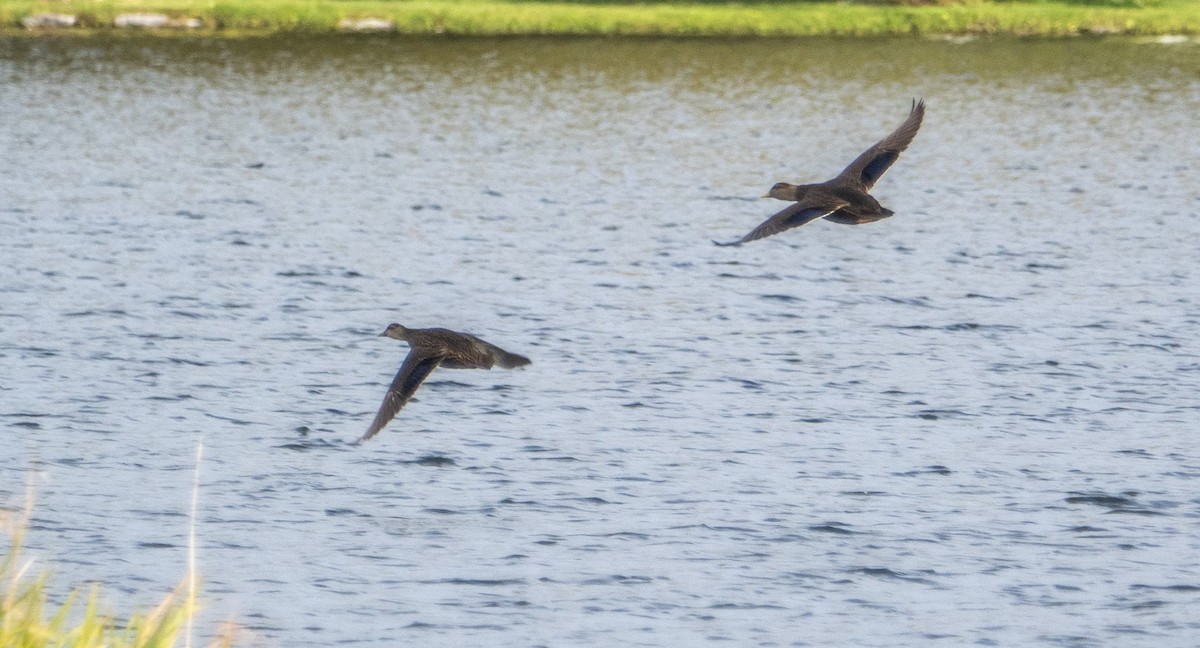 Ánade Sombrío - ML648845072