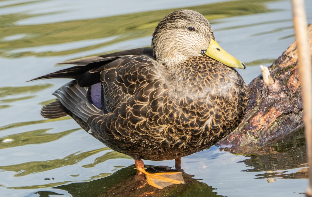 Ánade Sombrío - ML648845073