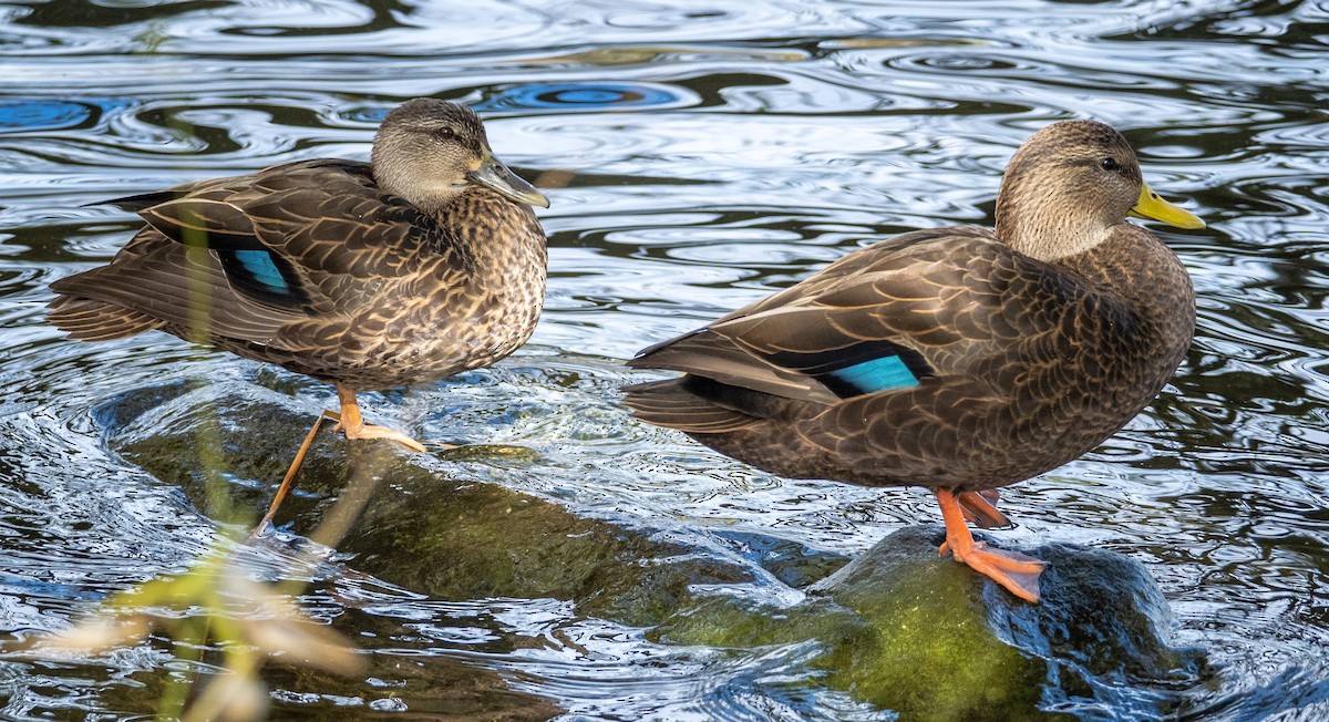 Ánade Sombrío - ML648845074