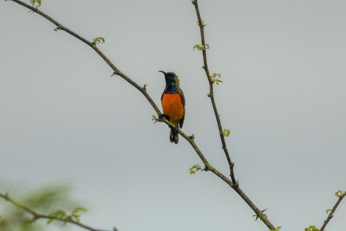 Suimanga de Timor - ML648845078