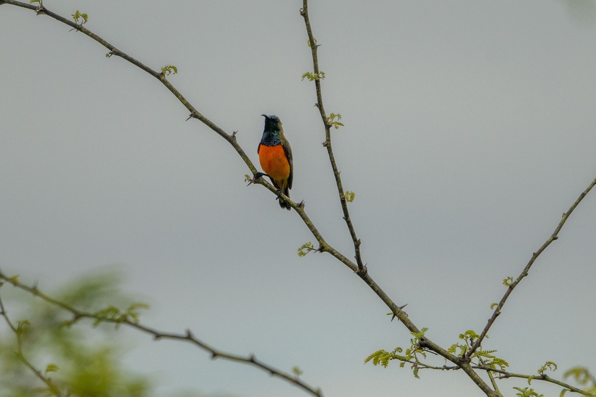 Suimanga de Timor - ML648845079