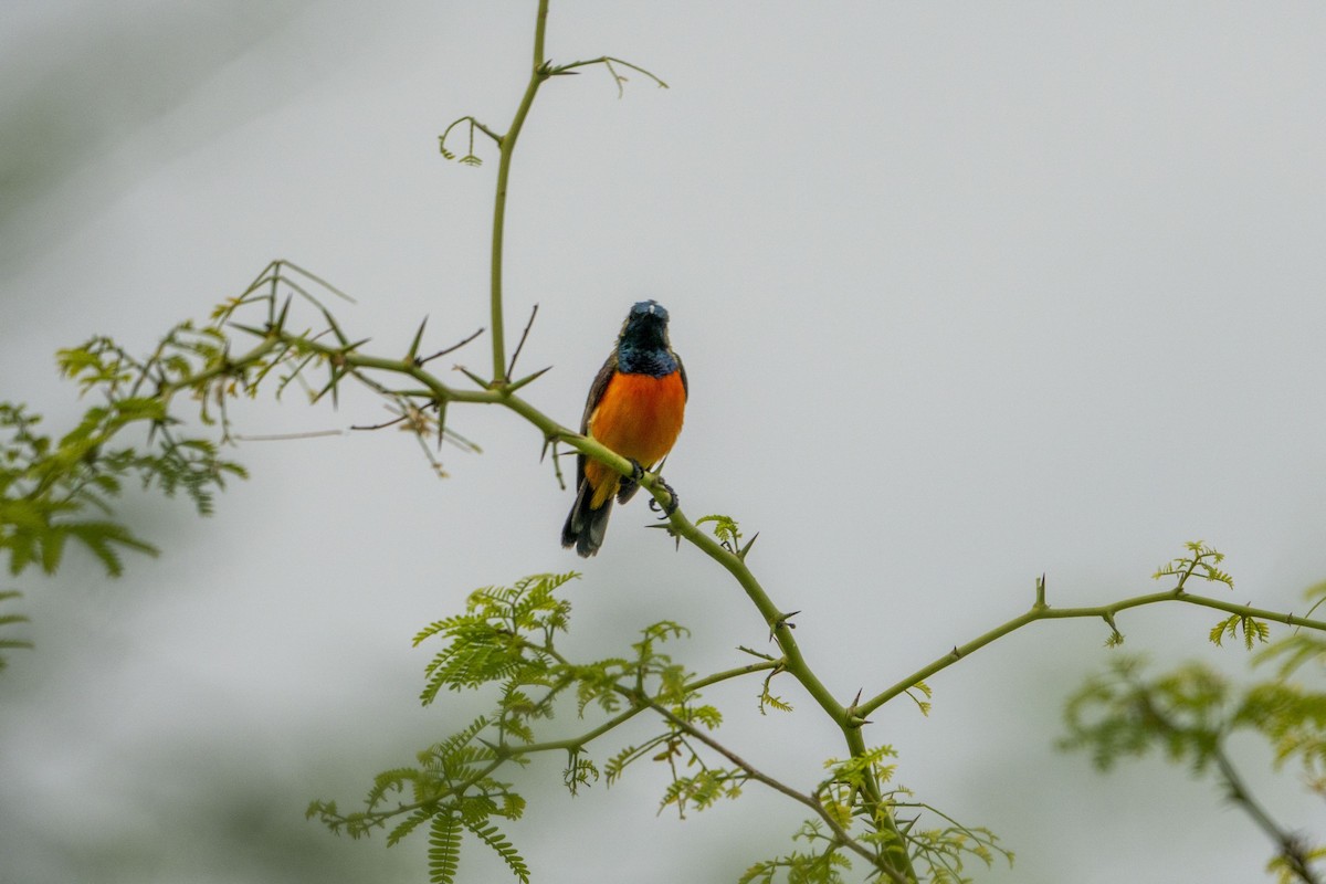 Suimanga de Timor - ML648845081