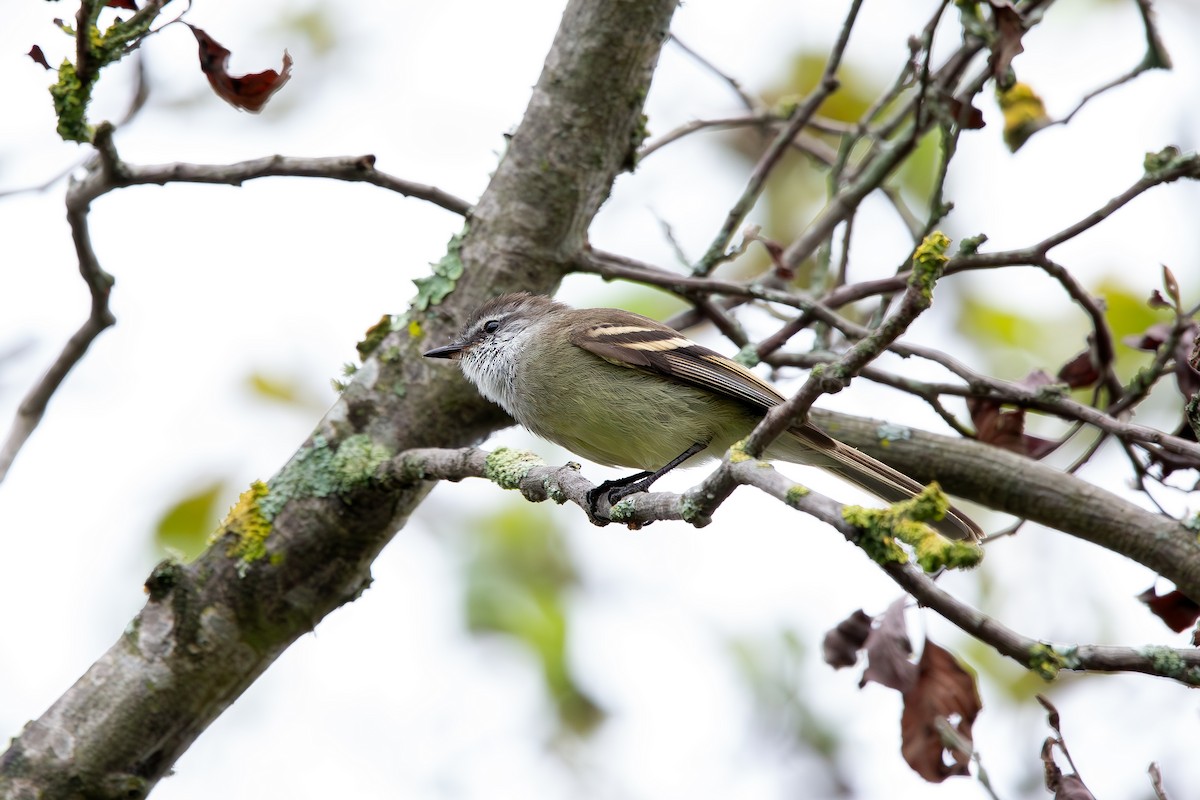 Piojito Gargantilla - ML648845083