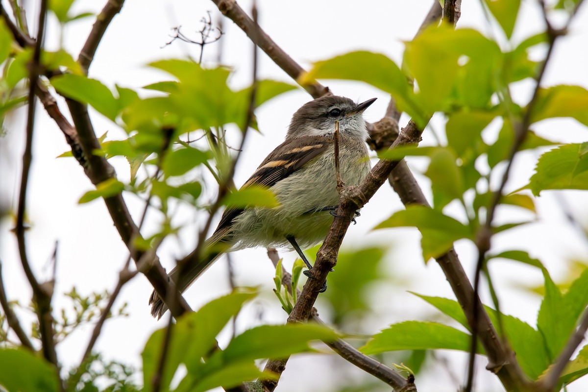 Piojito Gargantilla - ML648845084