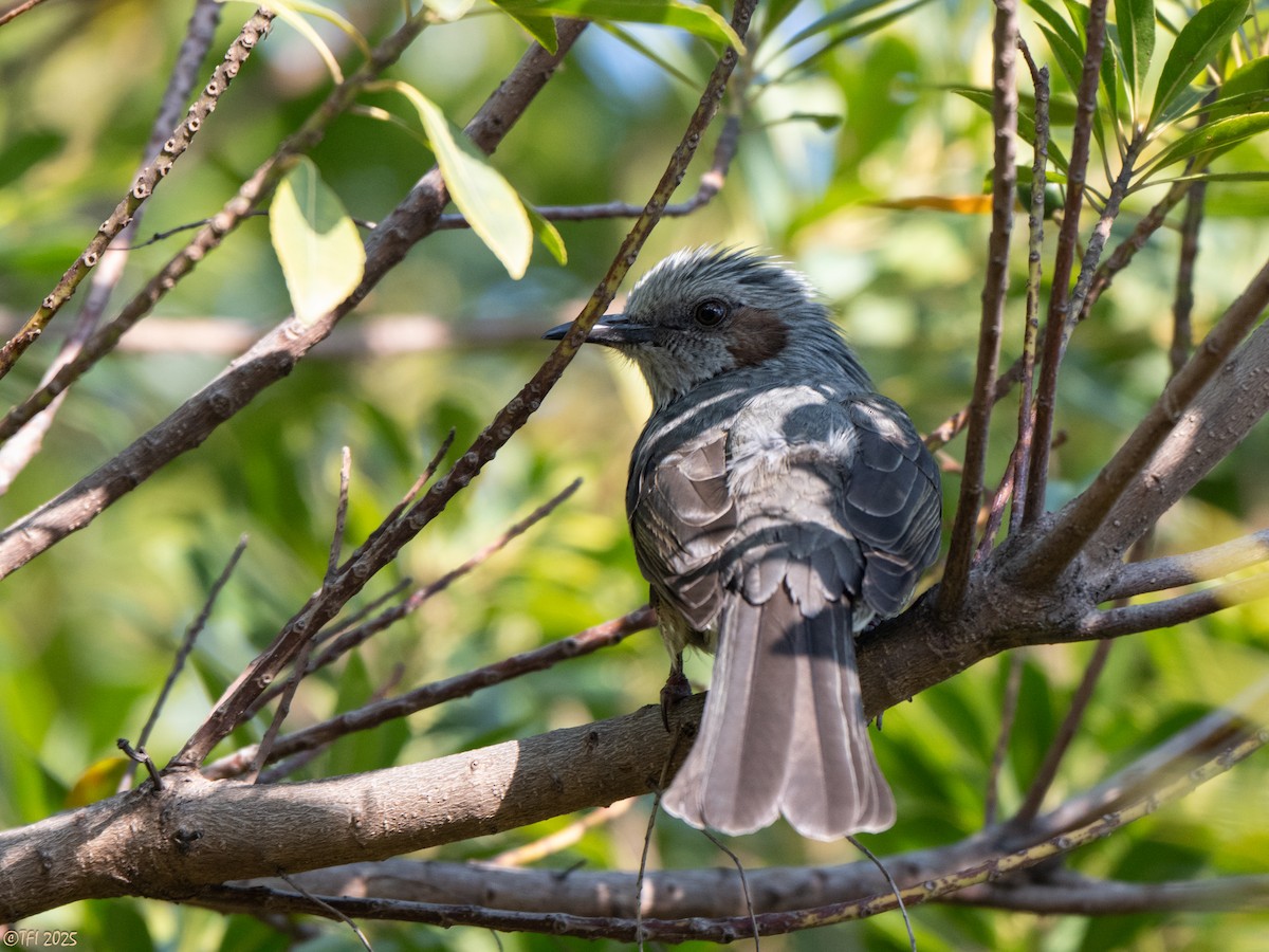Bulbul Orejipardo - ML648845087