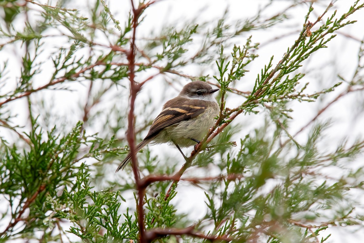 Piojito Gargantilla - ML648845088