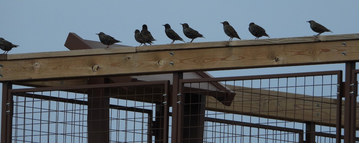 Estornino Pinto - ML648845089