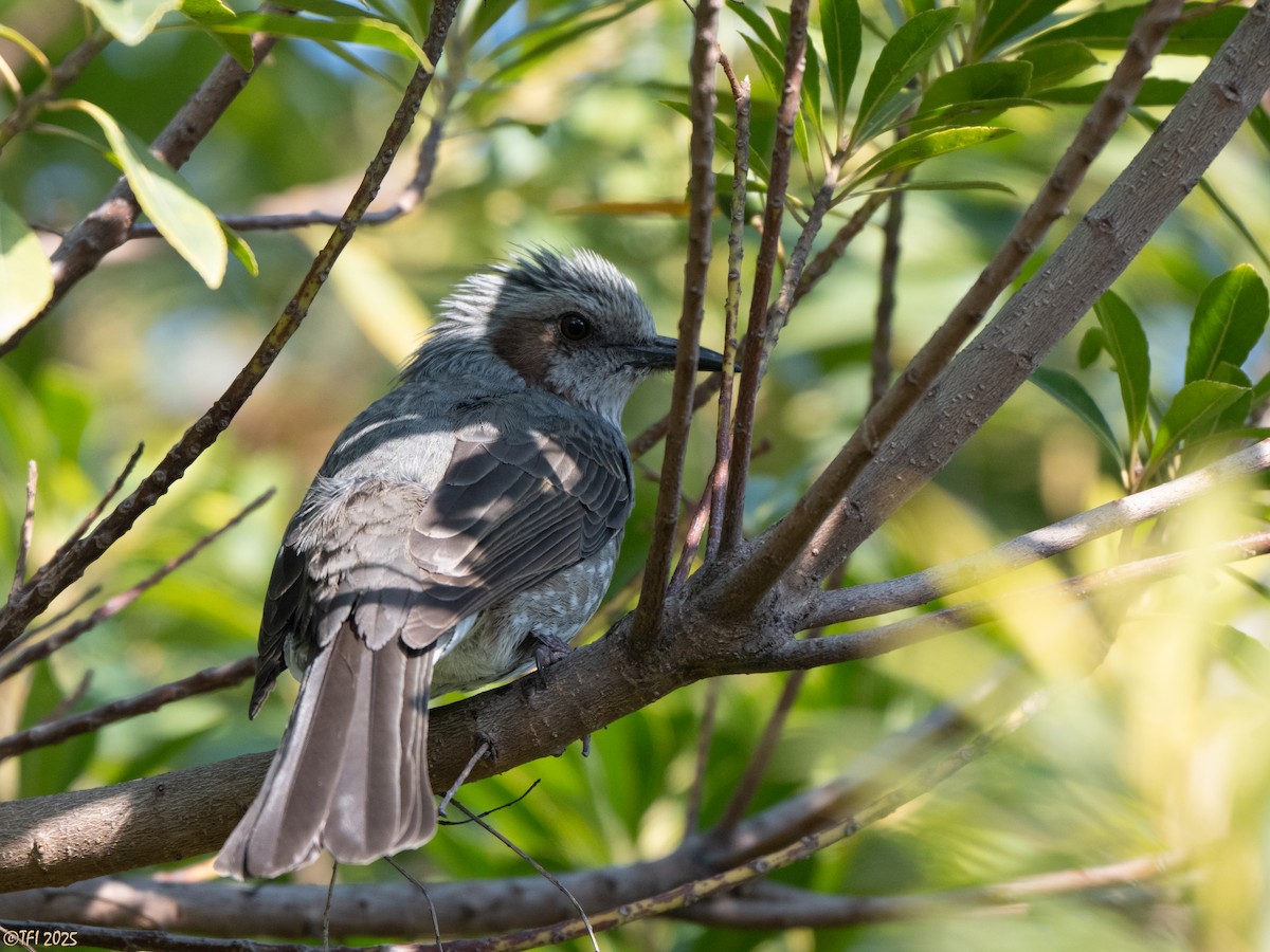 Bulbul Orejipardo - ML648845090