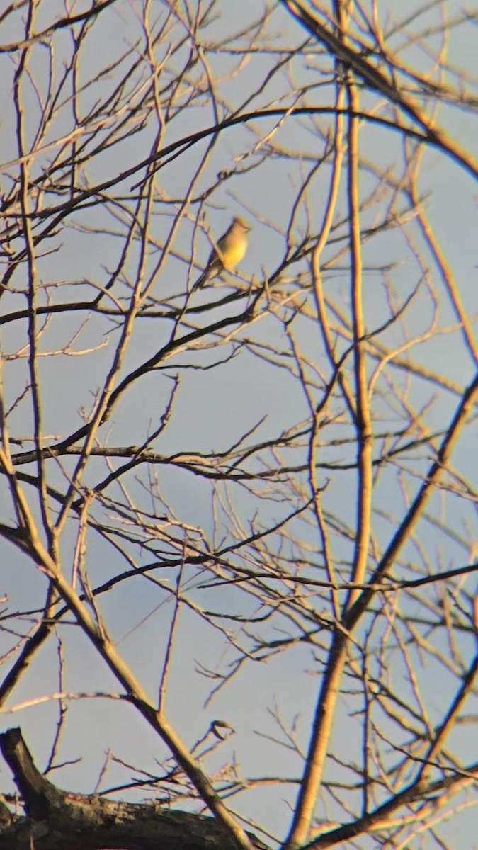 Ampelis Americano - ML648845091