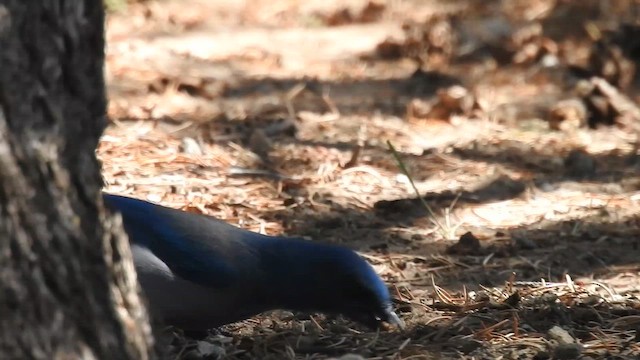 Chara de Woodhouse - ML648845094