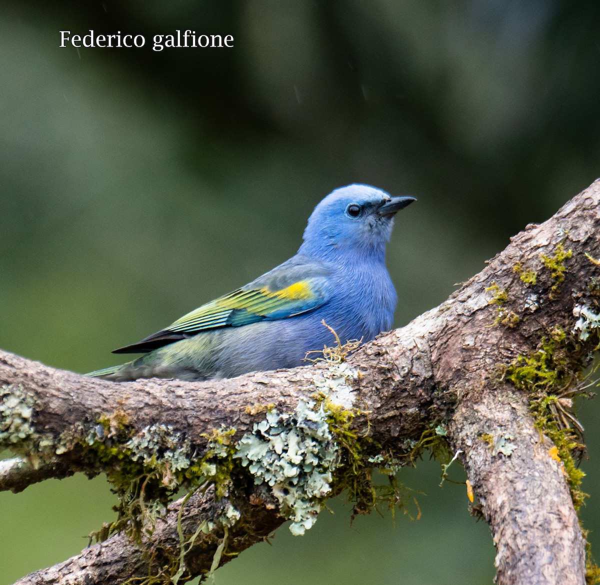 Tangara Adornada - ML648845109