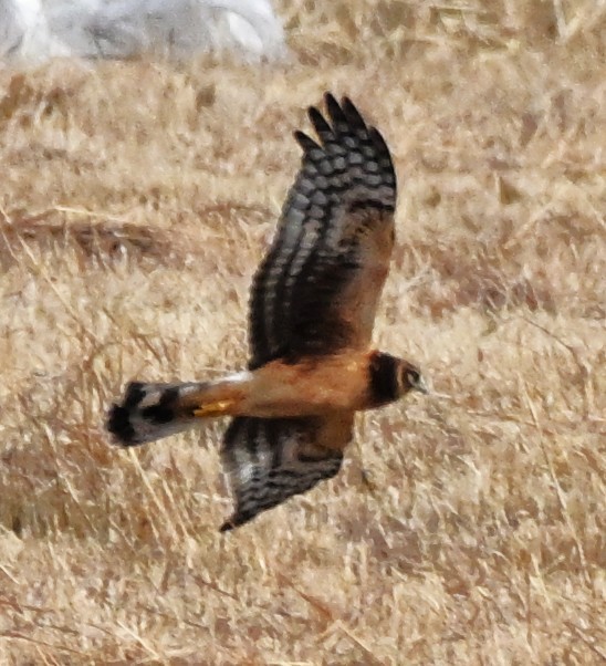 Aguilucho de Hudson - ML648845113