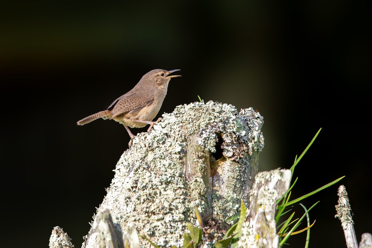Chochín Criollo Sureño - ML648845124