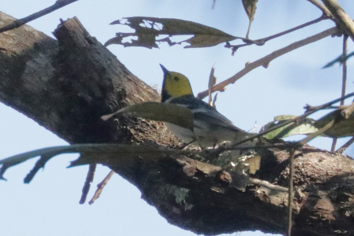 Reinita Cabecigualda - ML648845138