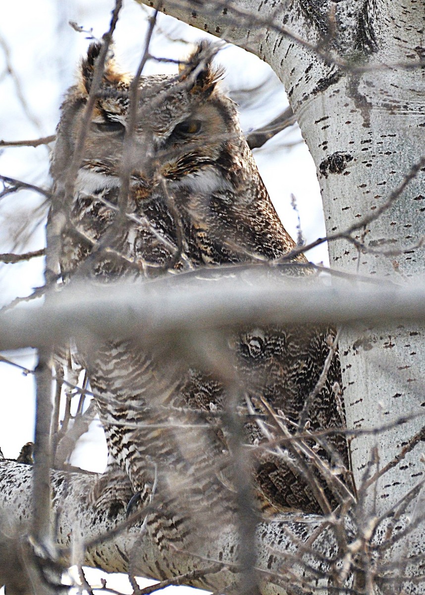 Virginiauhu - ML648845176