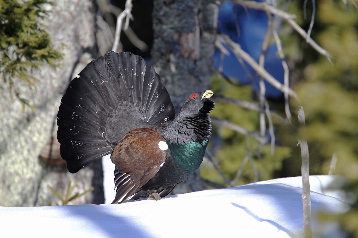 Western Capercaillie - Christoph Moning