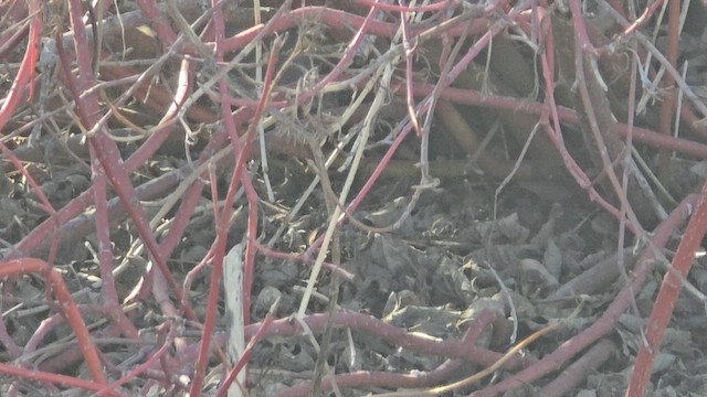 Fox Sparrow - ML648845269