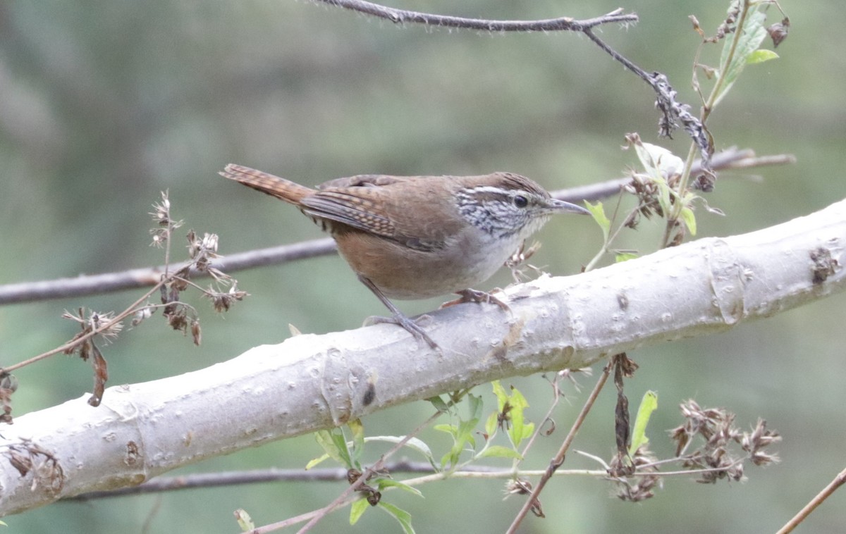 Sinaloa Wren - ML648845339