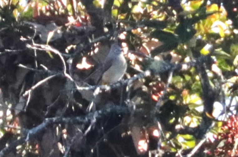 Gray Silky-flycatcher - ML648845401