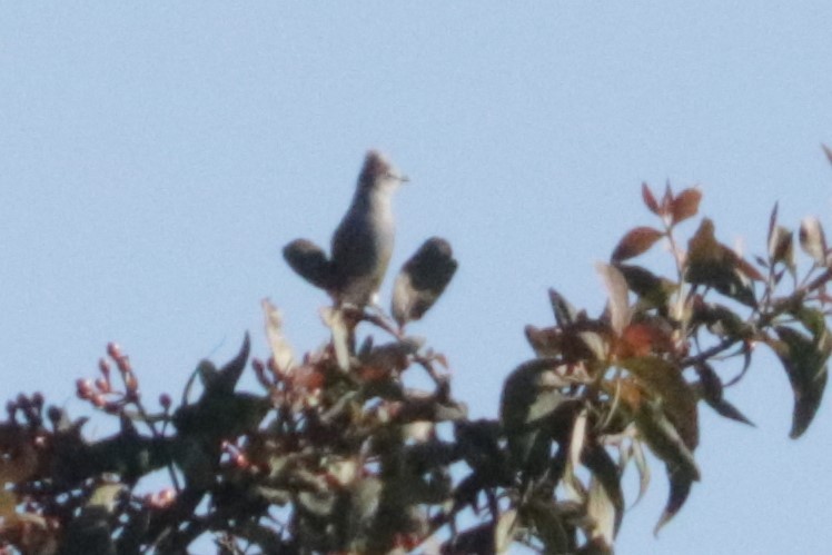 Gray Silky-flycatcher - ML648845402