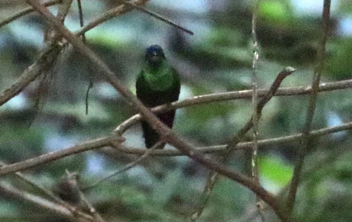 Mexican Woodnymph - ML648845437