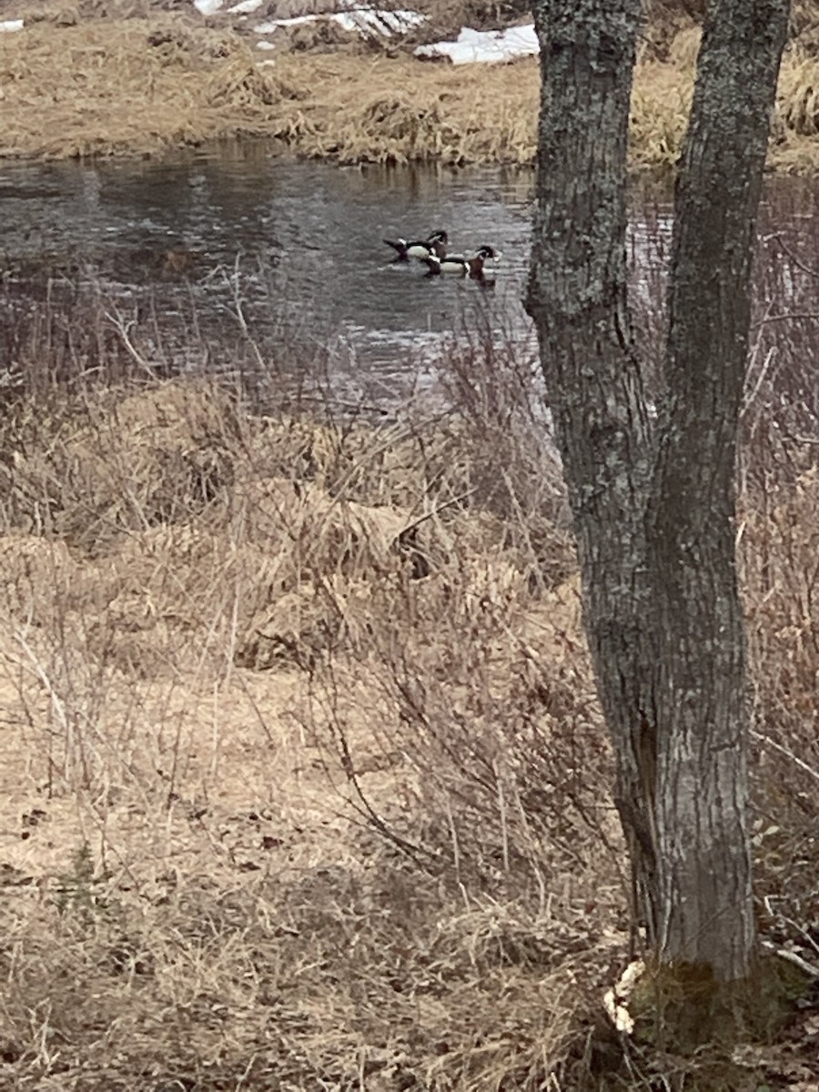 Каролинская утка - ML648845465