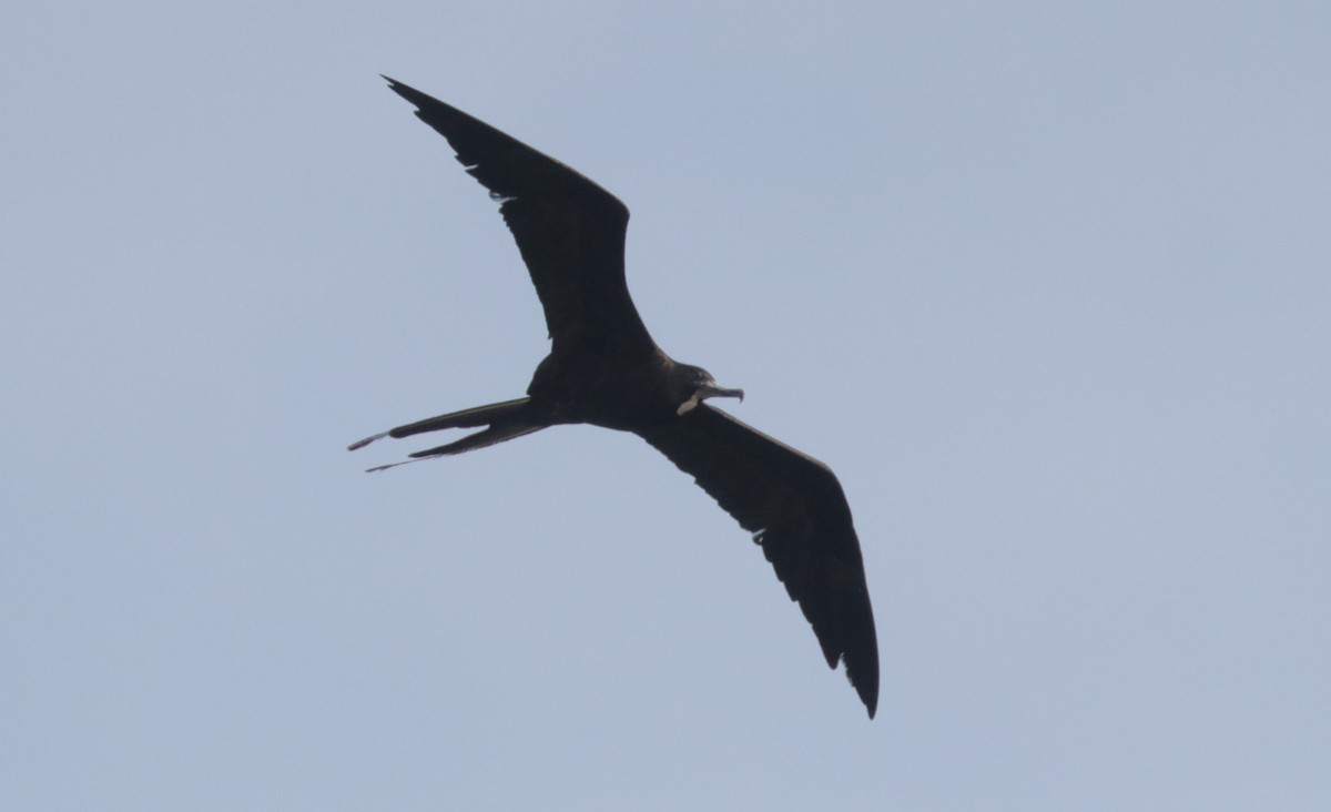 Magnificent Frigatebird - ML648845471