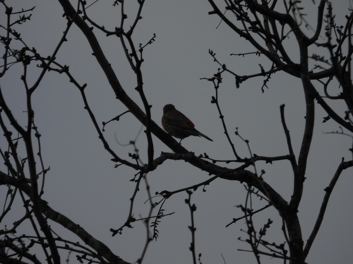 Kronenwaldsänger - ML648845475