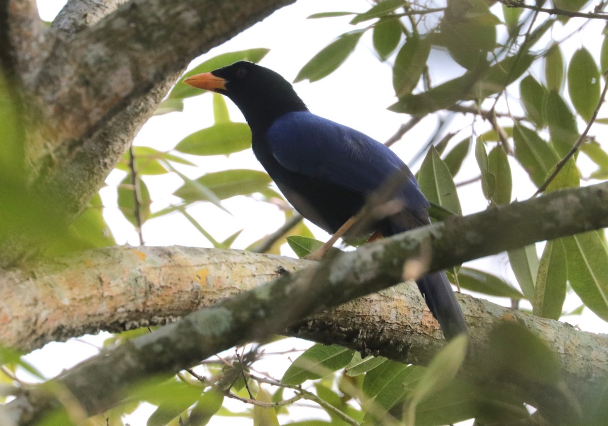 Purplish-backed Jay - ML648845488