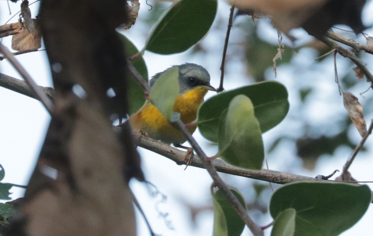 Tropical Parula - ML648845515