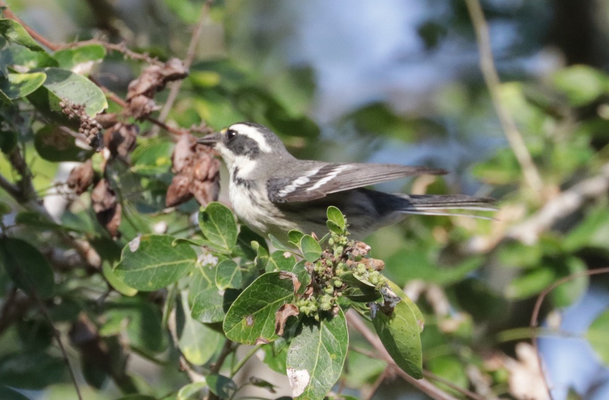 Black-throated Gray Warbler - ML648845520