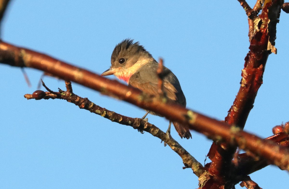 Rose-throated Becard - ML648845525