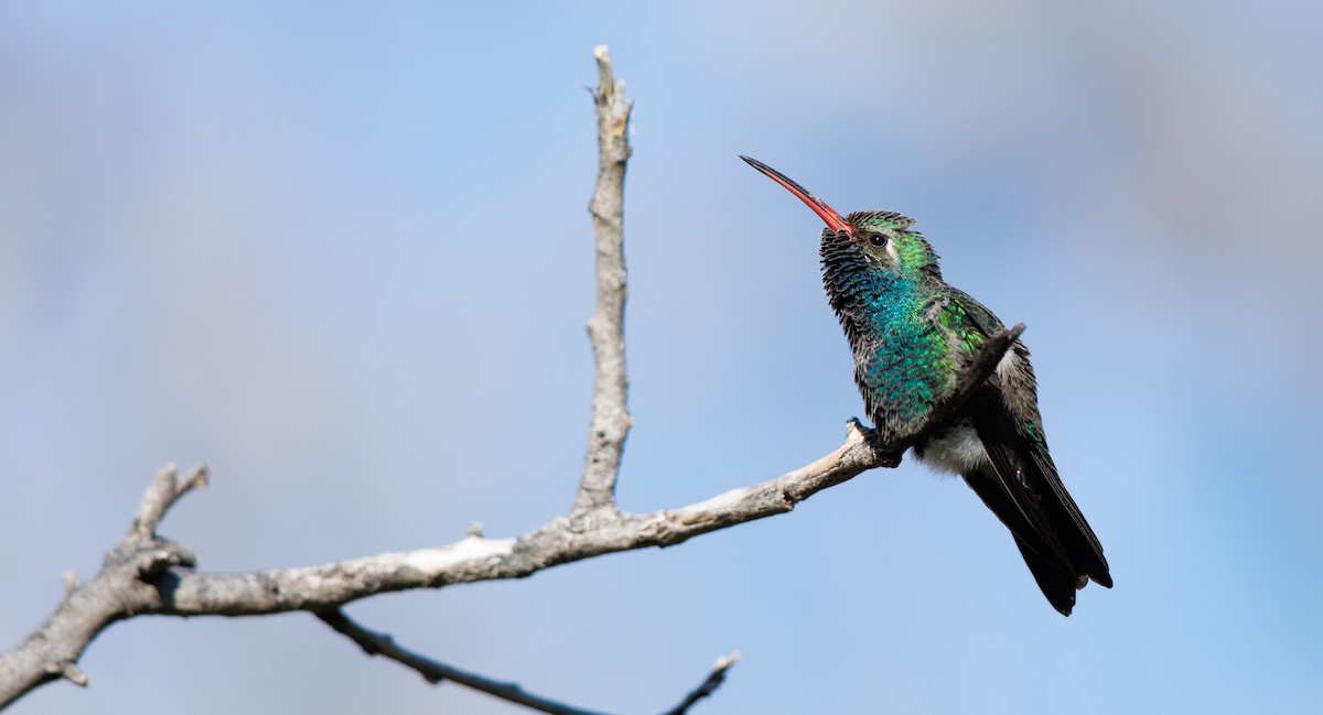 Breitschnabelkolibri - ML648845526