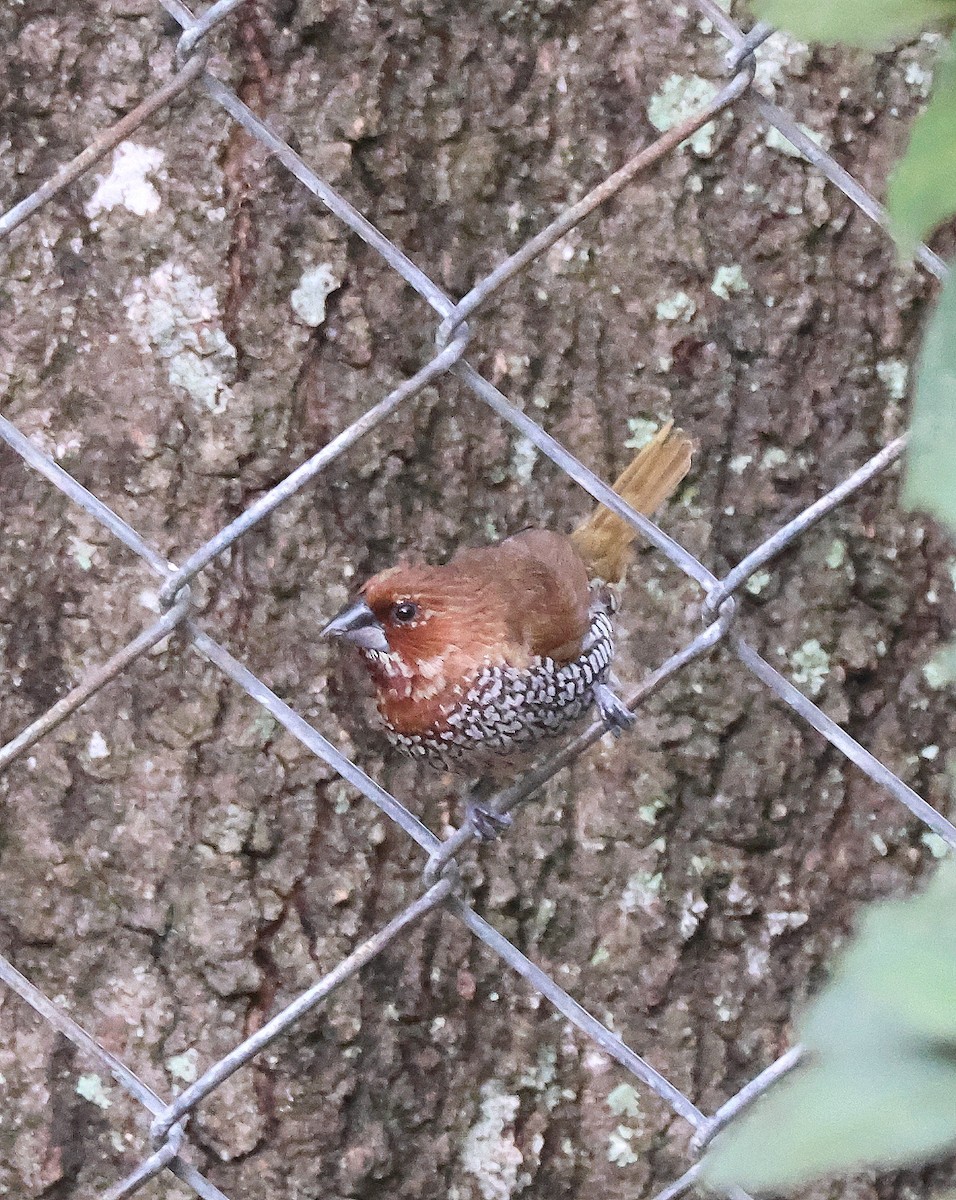 Muskatbronzemännchen (punctulata) - ML648845529