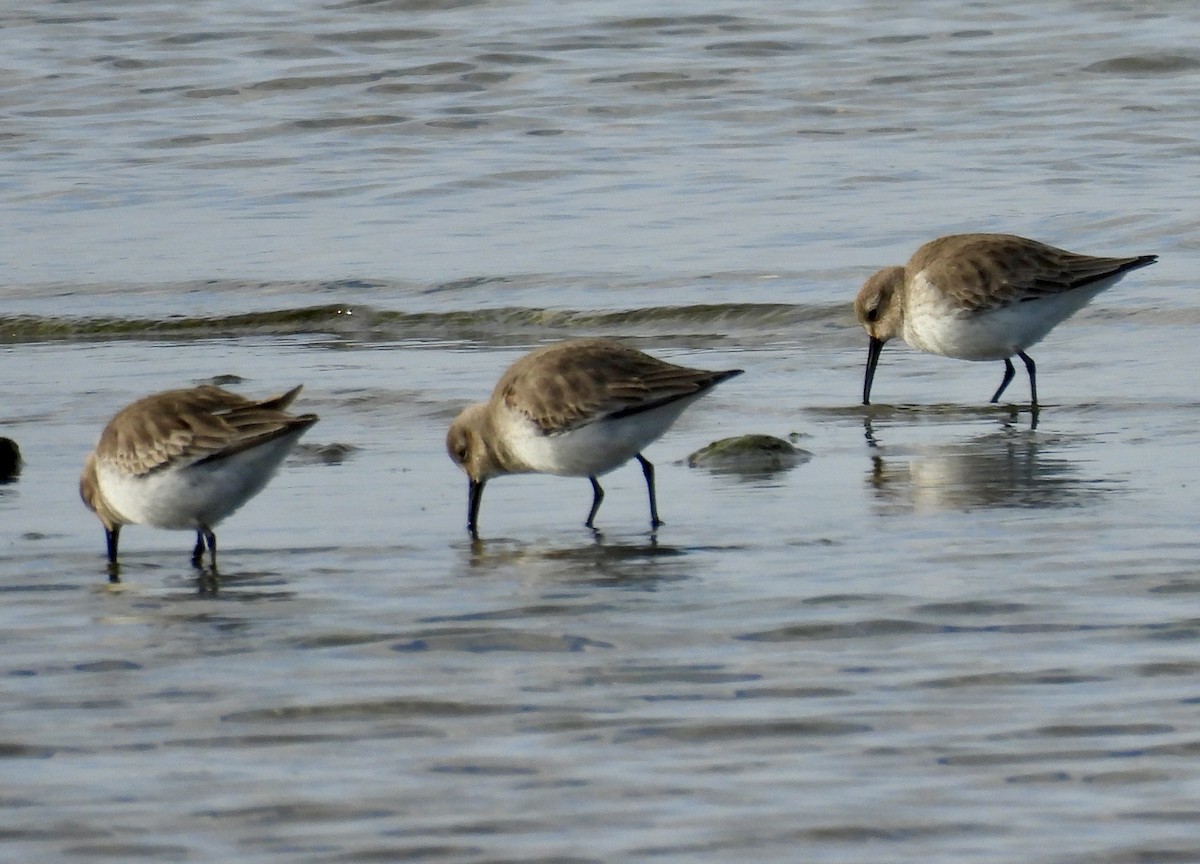 Alpenstrandläufer - ML648845533