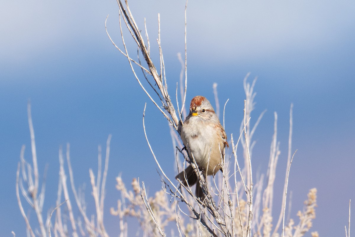 Baumammer - ML648845535